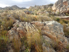 Pentameris macrocalycina