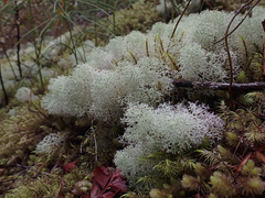 Cladonia confusa