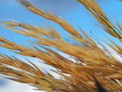 Pentameris macrocalycina