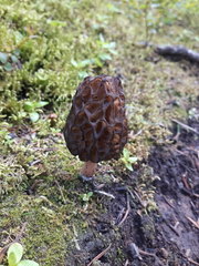 Morchella angusticeps