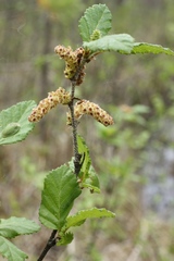 Betula humilis