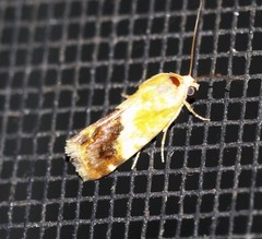 Acontia detrita