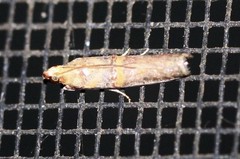 Hypargyria metalliferella