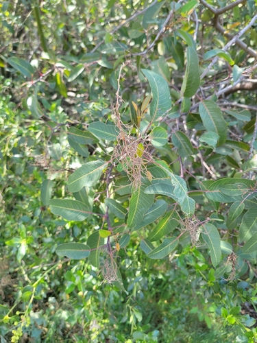 iNaturalist observation photo of laurel sumac