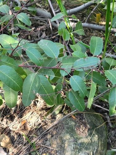 iNaturalist observation photo of laurel sumac