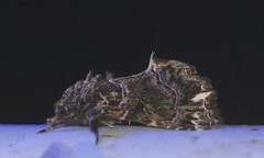 Callopistria rivularis