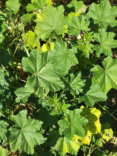 iNaturalist observation photo of cheeseweed mallow