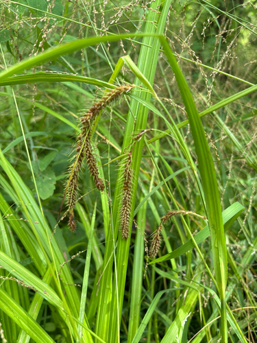 fringed sedge (Carex crinita)