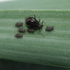 Neotoxoptera formosana