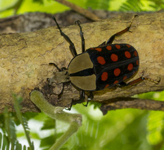Mecynorhina passerinii