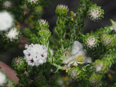 Phylica stenantha