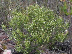Phylica stenantha