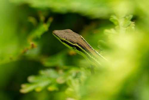 Takydromus sexlineatus