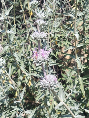 iNaturalist observation photo of purple sage