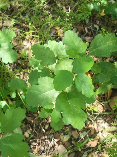 iNaturalist observation photo of Pacific poison oak