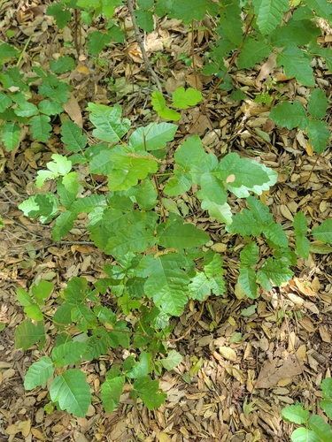 iNaturalist observation photo of Pacific poison oak