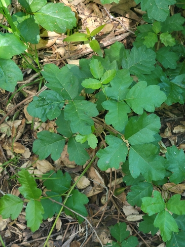 iNaturalist observation photo of Pacific poison oak