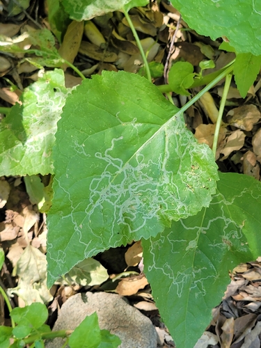 iNaturalist observation photo of Chrysanthemum Leafminer