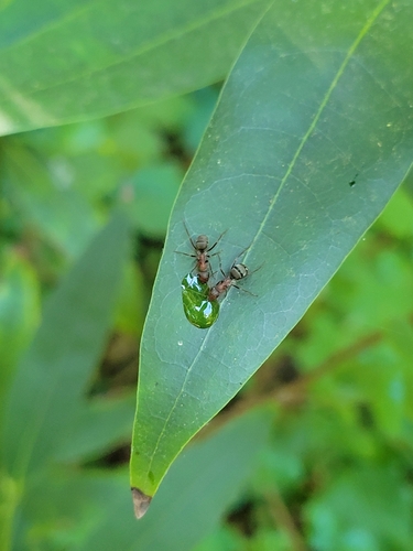 iNaturalist observation photo of Formica moki