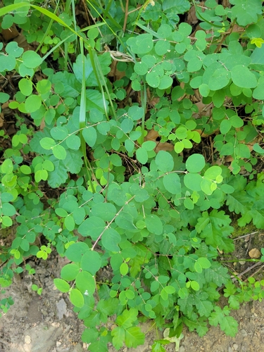 iNaturalist observation photo of creeping snowberry