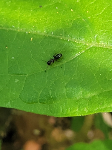 iNaturalist observation photo of Odorous House Ant