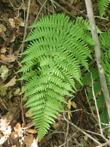 iNaturalist observation photo of coastal woodfern