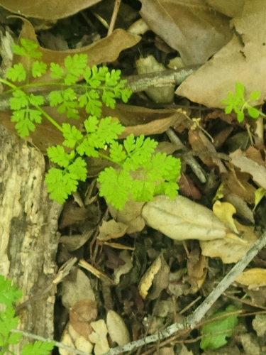iNaturalist observation photo of Bur Parsley