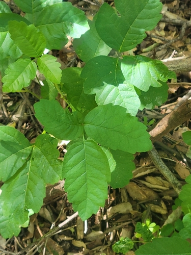 iNaturalist observation photo of Pacific poison oak