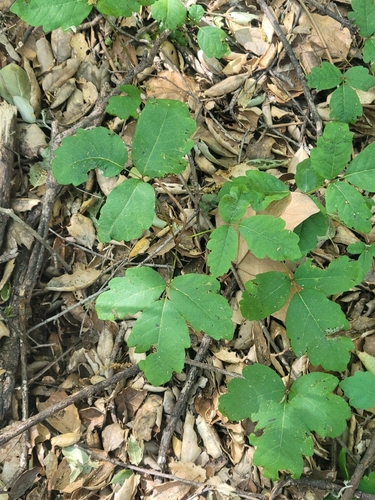 iNaturalist observation photo of Pacific poison oak