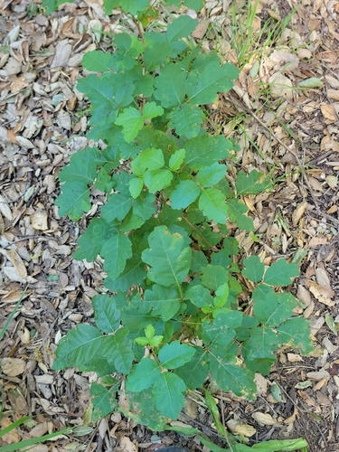 iNaturalist observation photo of Pacific poison oak