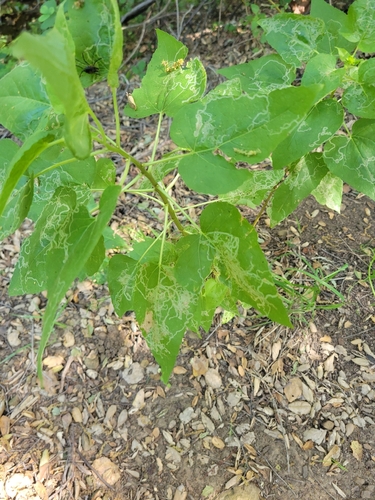 iNaturalist observation photo of Mallow Leaf Miner