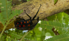 Mecynorhina passerinii