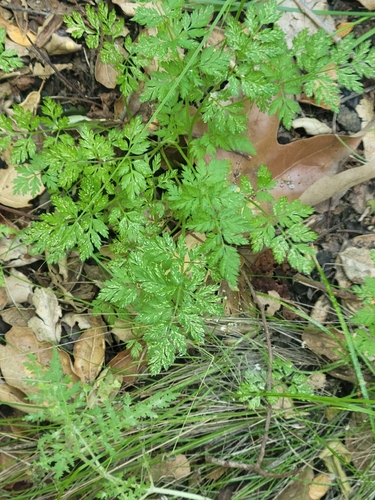 iNaturalist observation photo of common hedge parsley