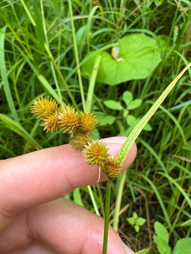 crested sedge (Carex cristatella)