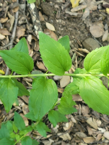 iNaturalist observation photo of heartleaf keckiella