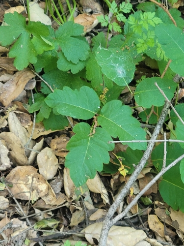 iNaturalist observation photo of Pacific poison oak