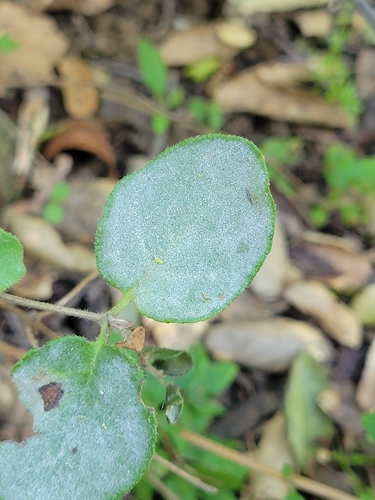 iNaturalist observation photo of snowberry powdery mildew