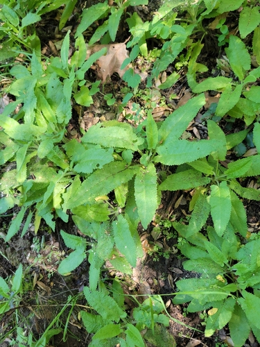 iNaturalist observation photo of Hummingbird Sage