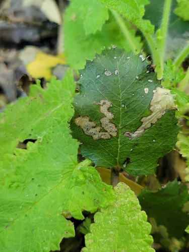 iNaturalist observation photo of Stigmella heteromelis