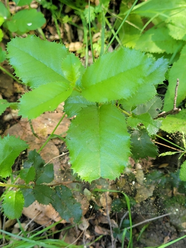 iNaturalist observation photo of hollyleaf cherry