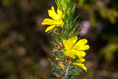 Hibbertia mucronata