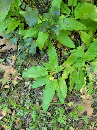 iNaturalist observation photo of Hummingbird Sage