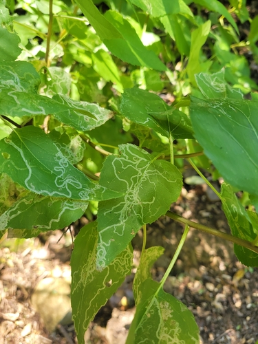 iNaturalist observation photo of Mallow Leaf Miner