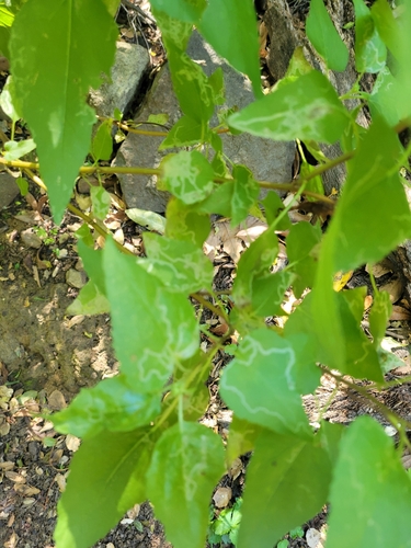 iNaturalist observation photo of Chrysanthemum Leafminer