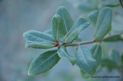 Quercus phillyreoides