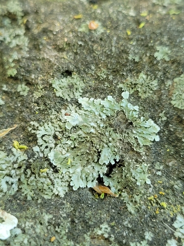 iNaturalist observation photo of White Fringe