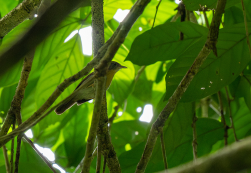 Grey-cheeked Tit-Babbler (Mixornis flavicollis), photo 3