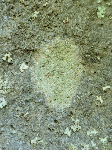 iNaturalist observation photo of Mealy Rim-lichen