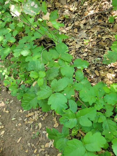 iNaturalist observation photo of Pacific poison oak