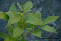 Cinnamomum yabunikkei
